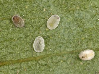 Puparia of Eucalyptus whitefly, Dumbletoniella eucalypti (Hemiptera: Aleyrodidae), note the eye spots of two about to emerge, one in the process of emergence and one empty with split dorsal skin. Creator: Tim Holmes. © Plant & Food Research. [Image: 2G7V]