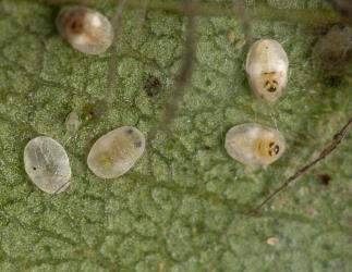 Puparia of Eucalyptus whitefly, Dumbletoniella eucalypti (Hemiptera: Aleyrodidae), with two adults in the process of emerging, one empty with split dorsal skin and one with eyespots. Creator: Tim Holmes. © Plant & Food Research. [Image: 2G7W]