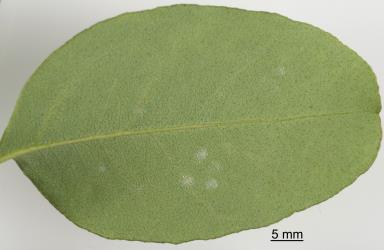 Eggs and white wax from adults of Eucalyptus whitefly, Dumbletoniella eucalypti (Hemiptera: Aleyrodidae), on host plant leaf. Creator: Tim Holmes. © Plant & Food Research. [Image: 2G7X]