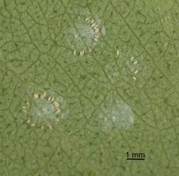 Eggs of Eucalyptus whitefly, Dumbletoniella eucalypti (Hemiptera: Aleyrodidae), laid in rings on a young leaf, not the white wax deposited on the leaf. Creator: Tim Holmes. © Plant & Food Research. [Image: 2G7Y]