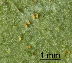Eggs of Eucalyptus whitefly, Dumbletoniella eucalypti (Hemiptera: Aleyrodidae), laid in on an old leaf. Creator: Tim Holmes. © Plant & Food Research. [Image: 2G82]