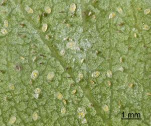 Eggs and first three larval instars (stages) of Eucalyptus whitefly, Dumbletoniella eucalypti (Hemiptera: Aleyrodidae). Creator: Tim Holmes. © Plant & Food Research. [Image: 2G83]