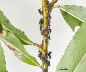 Colony of adult giant willow aphid, Tuberolachnus salignus (Hemiptera: Aphididae). Creator: Tim Holmes. © Plant & Food Research. [Image: 2G8U]