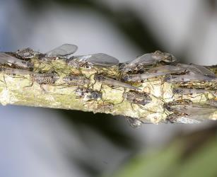 Colony of winged giant willow aphids, Tuberolachnus salignus (Hemiptera: Aphididae). Creator: Tim Holmes. © Plant & Food Research. [Image: 2G8W]