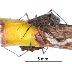 Adult wingless giant willow aphid, Tuberolachnus salignus (Hemiptera: Aphididae), note the black ‘thorn’ and the two black cone-shaped siphunculi. Creator: Nicholas A. Martin. © Plant & Food Research. [Image: 2G8Z]