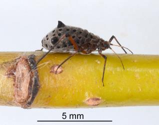 Adult wingless giant willow aphid, Tuberolachnus salignus (Hemiptera: Aphididae), note the black ‘thorn’ and one of the two black cone-shaped siphunculi. Creator: Nicholas A. Martin. © Plant & Food Research. [Image: 2G90]