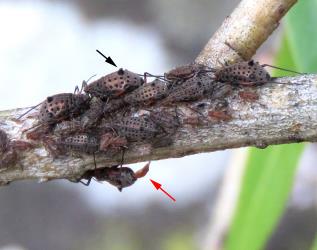 Colony of giant willow aphid, Tuberolachnus salignus (Hemiptera: Aphididae), with wingless adult females and nymphs; note the dark ‘thorn’ (black arrow) and nymph being born (red arrow). Creator: Nicholas A. Martin. © Nicholas A. Martin. [Image: 2G95]