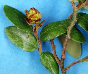 Large bud gall on mountain beech, Fuscospora cliffortioides (Nothofagaceae) induced by New Zealand beech bud-mite, Acalitus morrisoni (Acari: Eriophyidae). Creator: Nicholas A. Martin. © Plant & Food Research. [Image: 2GI3]