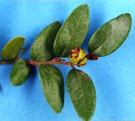 Large bud gall on mountain beech, Fuscospora cliffortioides (Nothofagaceae) induced by New Zealand beech bud-mite, Acalitus morrisoni (Acari: Eriophyidae). Creator: Nicholas A. Martin. © Plant & Food Research. [Image: 2GI4]