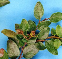 Large bud gall on black beech, Fuscospora solandri (Nothofagaceae) induced by New Zealand beech bud-mite, Acalitus morrisoni (Acari: Eriophyidae). Creator: Nicholas A. Martin. © Plant & Food Research. [Image: 2GI5]