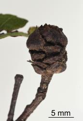 Old bud gall on Hard beech, Fuscospora truncata (Nothofagaceae) induced by New Zealand beech bud-mite, Acalitus morrisoni (Acari: Eriophyidae). Creator: Tim Holmes. © Plant & Food Research. [Image: 2GI7]