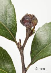 Large bud gall on Hard beech, Fuscospora truncata (Nothofagaceae) induced by New Zealand beech bud-mite, Acalitus morrisoni (Acari: Eriophyidae). Creator: Tim Holmes. © Plant & Food Research. [Image: 2GI8]