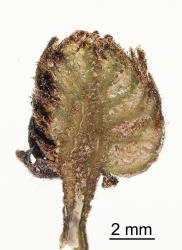 Section through a bud gall on Hard beech, Fuscospora truncata (Nothofagaceae) induced by New Zealand beech bud-mite, Acalitus morrisoni (Acari: Eriophyidae), note the spongy tissue in which the mites live. Creator: Tim Holmes. © Plant & Food Research. [Image: 2GI9]