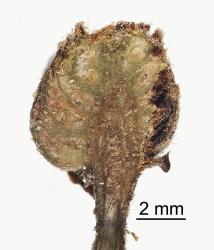 Section through a bud gall on Hard beech, Fuscospora truncata (Nothofagaceae) induced by New Zealand beech bud-mite, Acalitus morrisoni (Acari: Eriophyidae), note the spongy tissue in which the mites live. Creator: Tim Holmes. © Plant & Food Research. [Image: 2GIA]