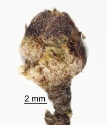 Outer scales partly removed from a bud gall on Hard beech, Fuscospora truncata (Nothofagaceae) induced by New Zealand beech bud-mite, Acalitus morrisoni (Acari: Eriophyidae), note the spongy tissue in which the mites live. Creator: Tim Holmes. © Plant & Food Research. [Image: 2GIB]