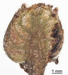 Section through a bud gall on Hard beech, Fuscospora truncata (Nothofagaceae) induced by New Zealand beech bud-mite, Acalitus morrisoni (Acari: Eriophyidae). Creator: Tim Holmes. © Plant & Food Research. [Image: 2GIC]