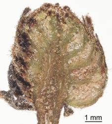 Section through a bud gall on Hard beech, Fuscospora truncata (Nothofagaceae) induced by New Zealand beech bud-mite, Acalitus morrisoni (Acari: Eriophyidae), note the spongy tissue in which the mites live. Creator: Tim Holmes. © Plant & Food Research. [Image: 2GID]