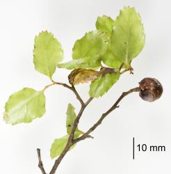 Large bud gall on Red beech, Fuscospora fusca (Nothofagaceae) induced by New Zealand beech bud-mite, Acalitus morrisoni (Acari: Eriophyidae). Creator: Tim Holmes. © Plant & Food Research. [Image: 2GIE]