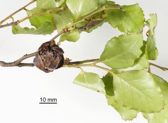 Large bud gall on Red beech, Fuscospora fusca (Nothofagaceae) induced by New Zealand beech bud-mite, Acalitus morrisoni (Acari: Eriophyidae), note the bud scales being pushed apart at the top of the gall. Creator: Tim Holmes. © Plant & Food Research. [Image: 2GIF]