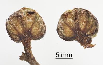 Two halves of a bud gall on Red beech, Fuscospora fusca (Nothofagaceae) induced by New Zealand beech bud-mite, Acalitus morrisoni (Acari: Eriophyidae), note the white spongy tissue in which the mites live. Creator: Tim Holmes. © Plant & Food Research. [Image: 2GIG]