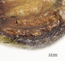 Section through a bud gall on Red beech, Fuscospora fusca (Nothofagaceae) induced by New Zealand beech bud-mite, Acalitus morrisoni (Acari: Eriophyidae), note the spongy tissue in which the mites live. Creator: Tim Holmes. © Plant & Food Research. [Image: 2GIJ]