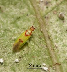 Adult female red-cross mirid, Zanchius rubicrux (Hemiptera: Miridae). © All rights reserved. [Image: 2GRR]