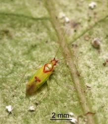 Adult female red-cross mirid, Zanchius rubicrux (Hemiptera: Miridae). © All rights reserved. [Image: 2GRS]