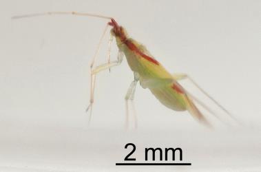 Side view of adult female red-cross mirid, Zanchius rubicrux (Hemiptera: Miridae). © All rights reserved. [Image: 2GRU]