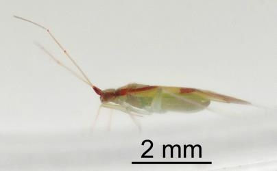 Side view of adult female red-cross mirid, Zanchius rubicrux (Hemiptera: Miridae). © All rights reserved. [Image: 2GRV]