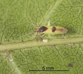 Adult red-cross mirid, Zanchius rubicrux (Hemiptera: Miridae) on a puriri leaf. Creator: Tim Holmes. © Plant & Food Research. [Image: 2GRX]