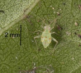 Possible fifth instar (stage) nymph of red-cross mirid, Zanchius rubicrux (Hemiptera: Miridae) on a puriri leaf. Creator: Tim Holmes. © Plant & Food Research. [Image: 2GRY]