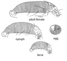 Life stages of Haloragis gall mite, Aceria victoriae (Acari: Eriophyidae). Creator: Nicholas A. Martin. © Diagram modified from drawings published in Transactions of the Royal Society of New Zealand. 85 (3), page 462, Text-Fig. 2. [Image: 2GSN]