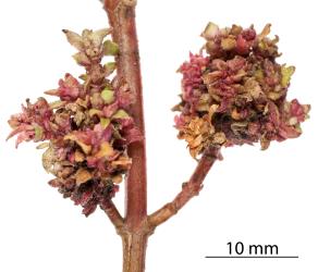Toatoa/Shrubby haloragis, Haloragis erecta (Haloragaceae), with red flower bud galls induced by the Haloragis gall mite, Aceria victoriae (Acari: Eriophyidae). Creator: Tim Holmes. © Plant & Food Research. [Image: 2GSQ]