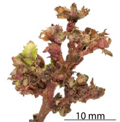 Toatoa/Shrubby haloragis, Haloragis erecta (Haloragaceae), with old flower bud galls induced by the Haloragis gall mite, Aceria victoriae (Acari: Eriophyidae). Creator: Tim Holmes. © Plant & Food Research. [Image: 2GSV]