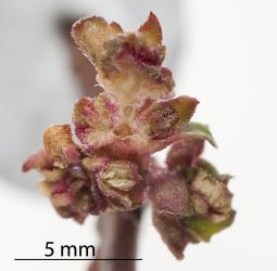 Section though red flower bud galls of Toatoa/Shrubby haloragis, Haloragis erecta (Haloragaceae), induced by the Haloragis gall mite, Aceria victoriae (Acari: Eriophyidae). Creator: Tim Holmes. © Plant & Food Research. [Image: 2GSW]