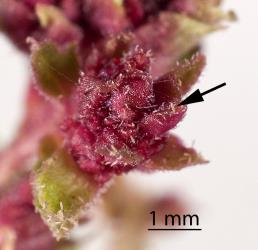 Haloragis gall mites, Aceria victoriae (Acari: Eriophyidae) on the outside of red flower bud galls on Toatoa/Shrubby haloragis, Haloragis erecta (Haloragaceae), arrow points to mites. Creator: Tim Holmes. © Plant & Food Research. [Image: 2GT0]
