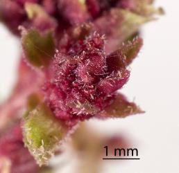 Haloragis gall mites, Aceria victoriae (Acari: Eriophyidae) on the outside of red flower bud galls on Toatoa/Shrubby haloragis, Haloragis erecta (Haloragaceae). Creator: Tim Holmes. © Plant & Food Research. [Image: 2GT1]