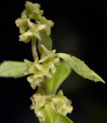 Young green fruit of Toatoa/Shrubby haloragis, Haloragis erecta (Haloragaceae). Creator: Tim Holmes. © Plant & Food Research. [Image: 2GT3]