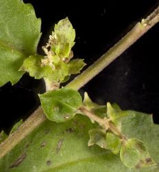 Green flowers of Toatoa/Shrubby haloragis, Haloragis erecta (Haloragaceae). Creator: Tim Holmes. © Plant & Food Research. [Image: 2GT5]