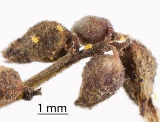 Yellow predatory mites (Stigmaeidae) on old bud galls onToatoa/Shrubby haloragis, Haloragis erecta (Haloragaceae) induced by Haloragis gall mites, Aceria victoriae (Acari: Eriophyidae). Creator: Tim Holmes. © Plant & Food Research. [Image: 2GT7]