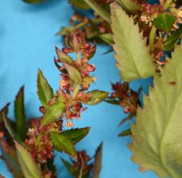 Red flowers of Toatoa/Shrubby haloragis, Haloragis erecta (Haloragaceae). Creator: Nicholas A. Martin. © Plant & Food Research. [Image: 2GT8]