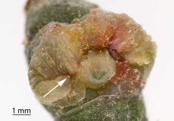 Pocket gall on glasswort, Sarcocornia quinqueflorae (Amaranthaceae), with glasswort gall mites, Aceria rubifaciens (Acari: Eriophyidae) on the lip of the gall; the white arrow points to a mite. Creator: Tim Holmes. © Plant & Food Research. [Image: 2GTW]