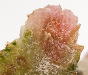 Glasswort gall mites, Aceria rubifaciens (Acari: Eriophyidae) exposed in a section through a pocket gall on glasswort, Sarcocornia quinqueflorae (Amaranthaceae). Creator: Tim Holmes. © Plant & Food Research. [Image: 2GTZ]