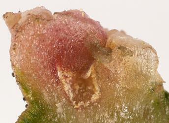 Glasswort gall mites, Aceria rubifaciens (Acari: Eriophyidae) exposed in a section through a pocket gall on glasswort, Sarcocornia quinqueflorae (Amaranthaceae). Creator: Tim Holmes. © Plant & Food Research. [Image: 2GU0]