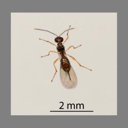 Underside of adult female Asobara albiclava Berry, 2007, (Hymenoptera: Braconidae) emerged from pupa of Hutton’s flower fly, Aphanotrigonum huttoni (Diptera: Chloropidae). Creator: Nicholas A. Martin. © Plant & Food Research. [Image: 2GVU]