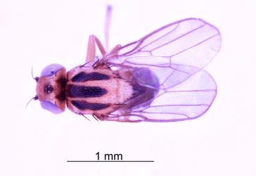 Adult Hutton’s flower fly, Aphanotrigonum huttoni (Diptera: Chloropidae), museum specimen. Creator: Nicholas A. Martin. © Landcare Research. [Image: 2GVW]