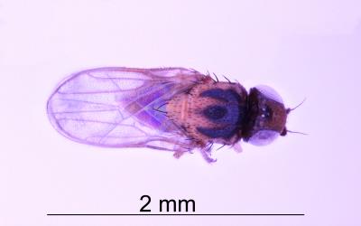 Adult Hutton’s flower fly, Aphanotrigonum huttoni (Diptera: Chloropidae), museum specimen. Creator: Nicholas A. Martin. © Landcare Research. [Image: 2GVX]