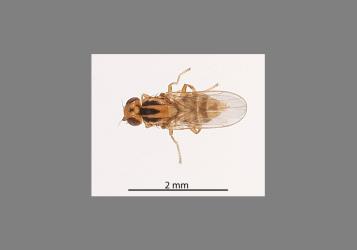 Female Hutton’s flower fly, Aphanotrigonum huttoni (Diptera: Chloropidae). Creator: Tim Holmes. © Plant & Food Research. [Image: 2GVZ]