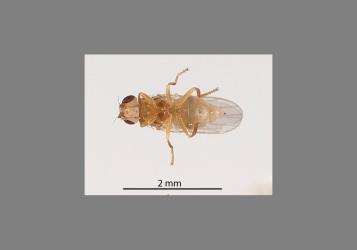 Underside of a female Hutton’s flower fly, Aphanotrigonum huttoni (Diptera: Chloropidae). Creator: Tim Holmes. © Plant & Food Research. [Image: 2GW1]