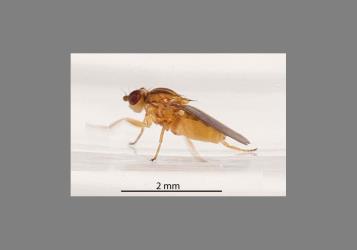 Male Hutton’s flower fly, Aphanotrigonum huttoni (Diptera: Chloropidae). Creator: Tim Holmes. © Plant & Food Research. [Image: 2GW3]